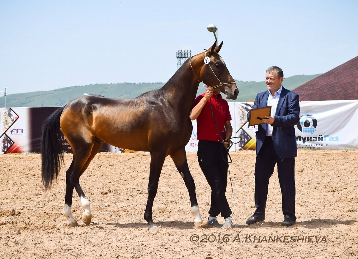 Gappar-Dacor, Akhal-Teke stallion
