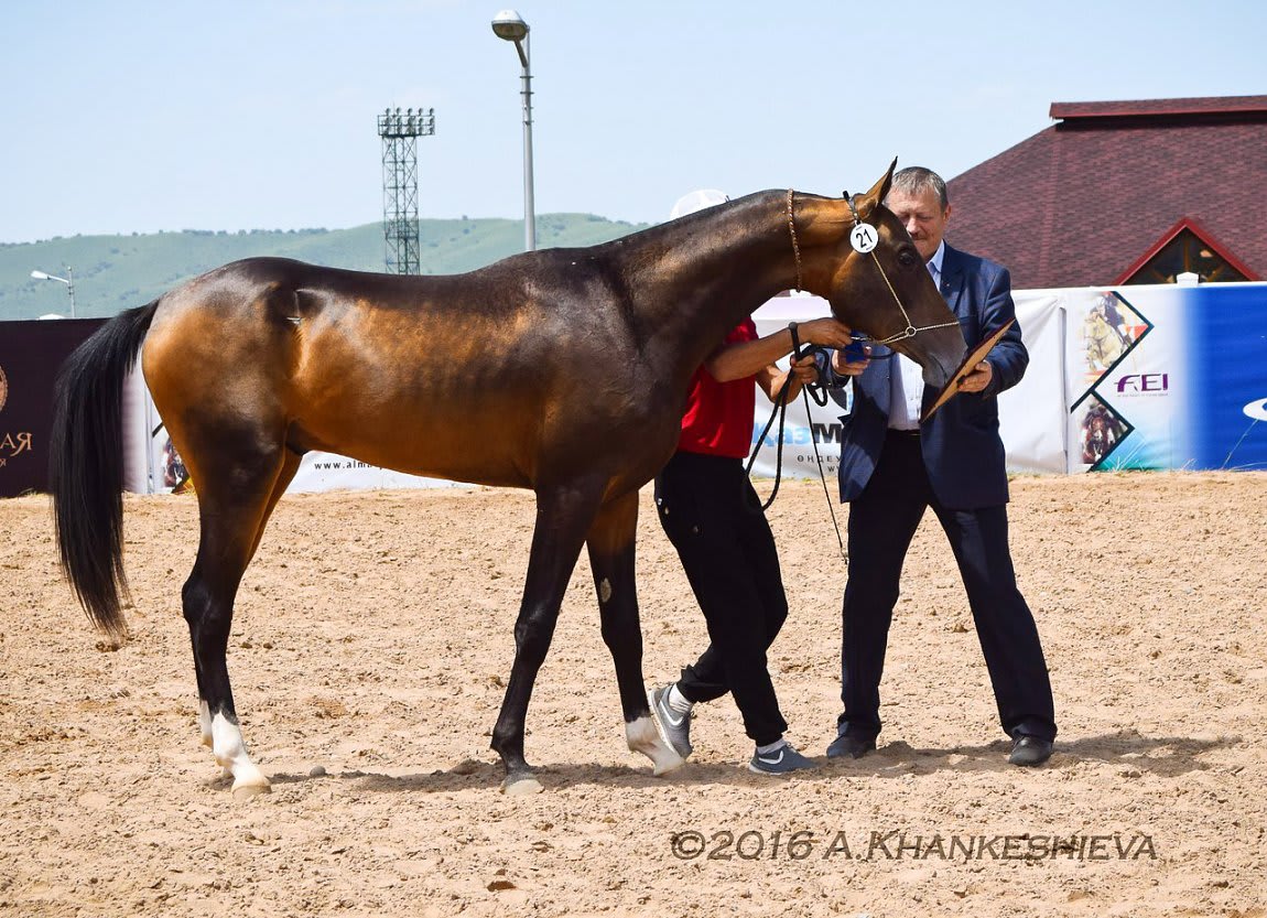 Gappar-Dacor, Akhal-Teke stallion