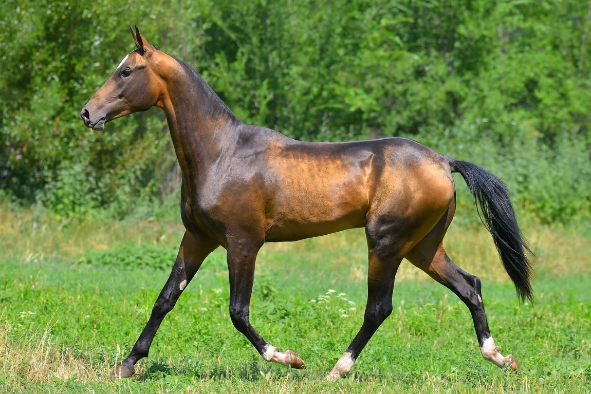 Gappar-Dacor, Akhal-Teke stallion