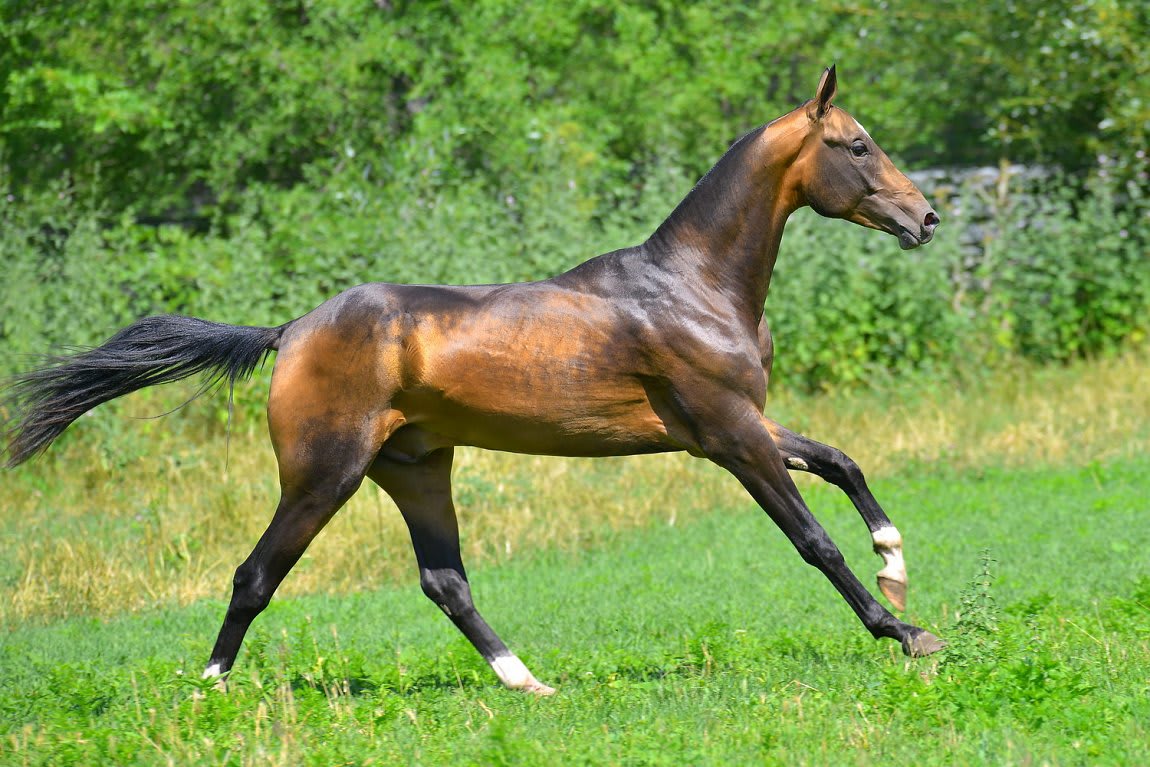 Gappar-Dacor, Akhal-Teke stallion
