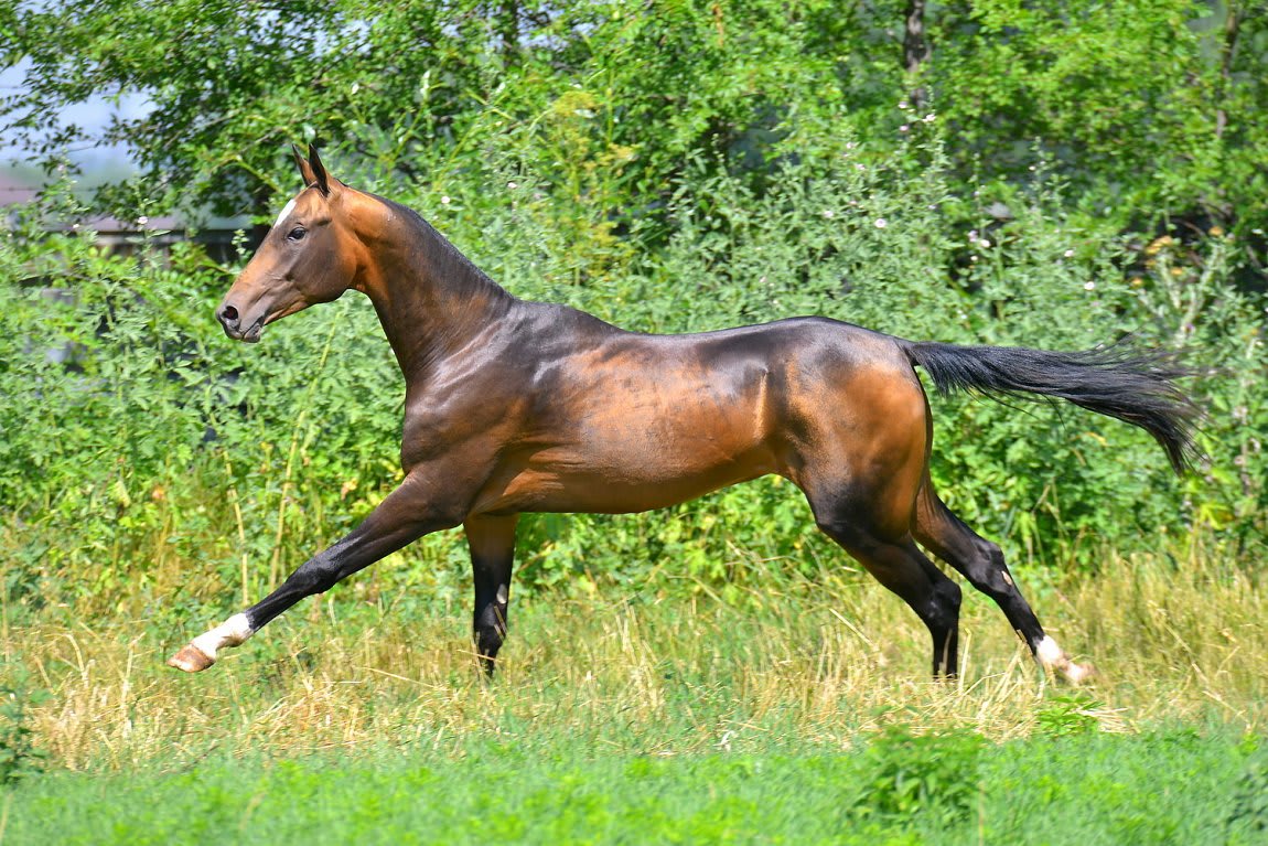 Gappar-Dacor, Akhal-Teke stallion