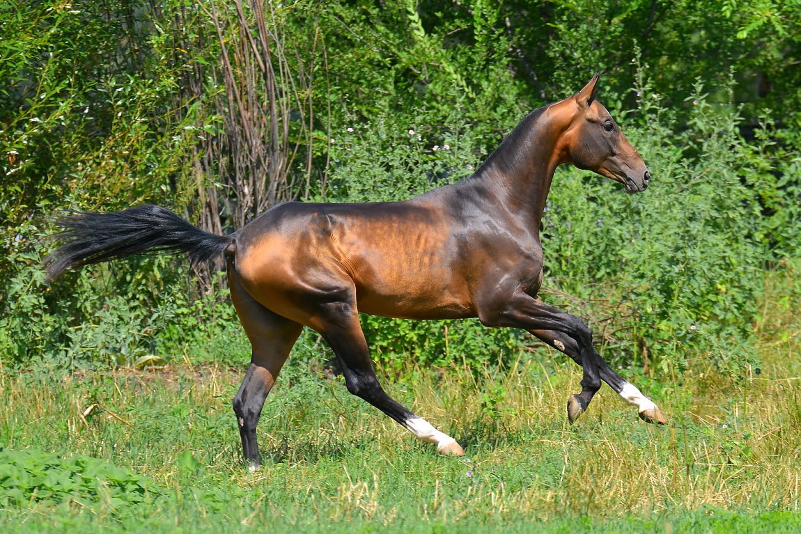 Gappar-Dacor, Akhal-Teke stallion