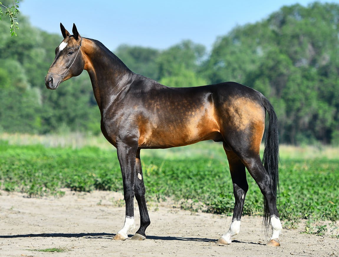 Gappar-Dacor, Akhal-Teke stallion