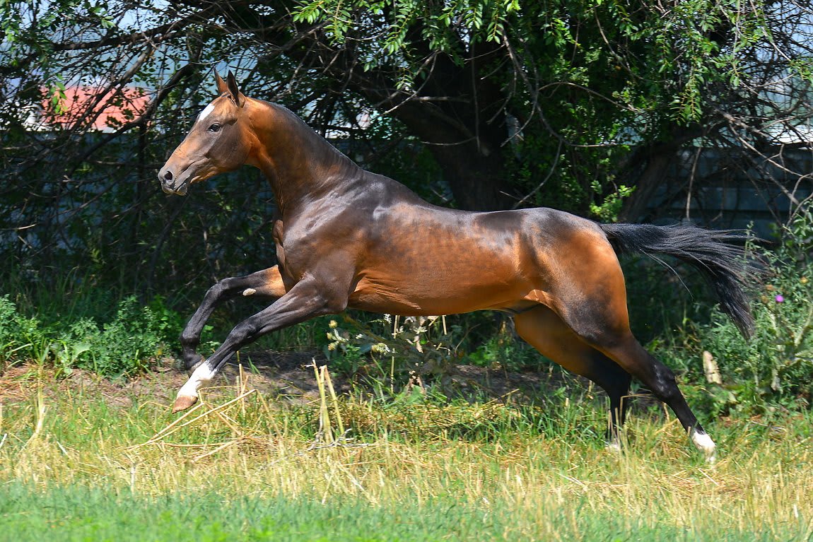 Gappar-Dacor, Akhal-Teke stallion