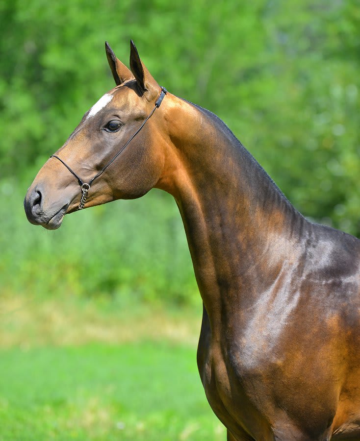 Gappar-Dacor, Akhal-Teke stallion