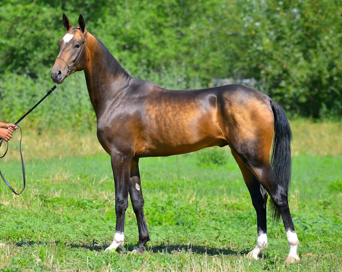 Gappar-Dacor, Akhal-Teke stallion