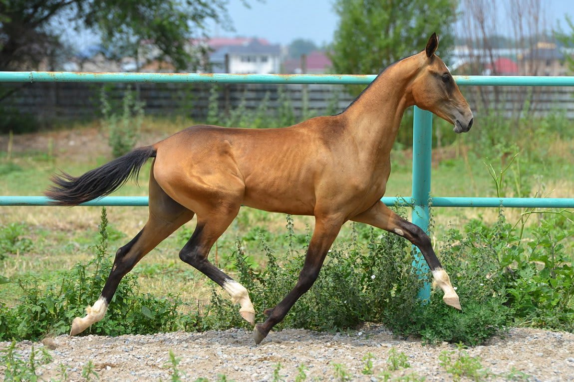 Gappar-Dacor, Akhal-Teke stallion