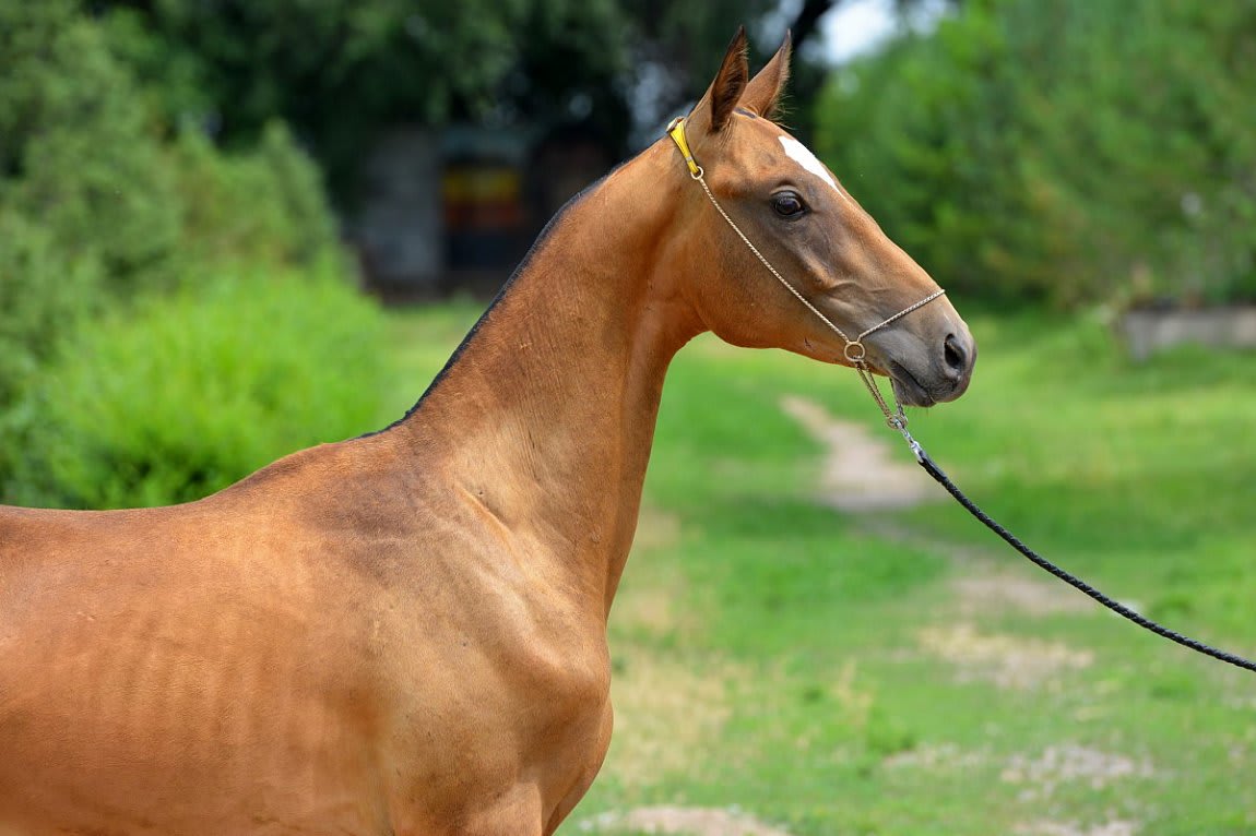 Gappar-Dacor, Akhal-Teke stallion