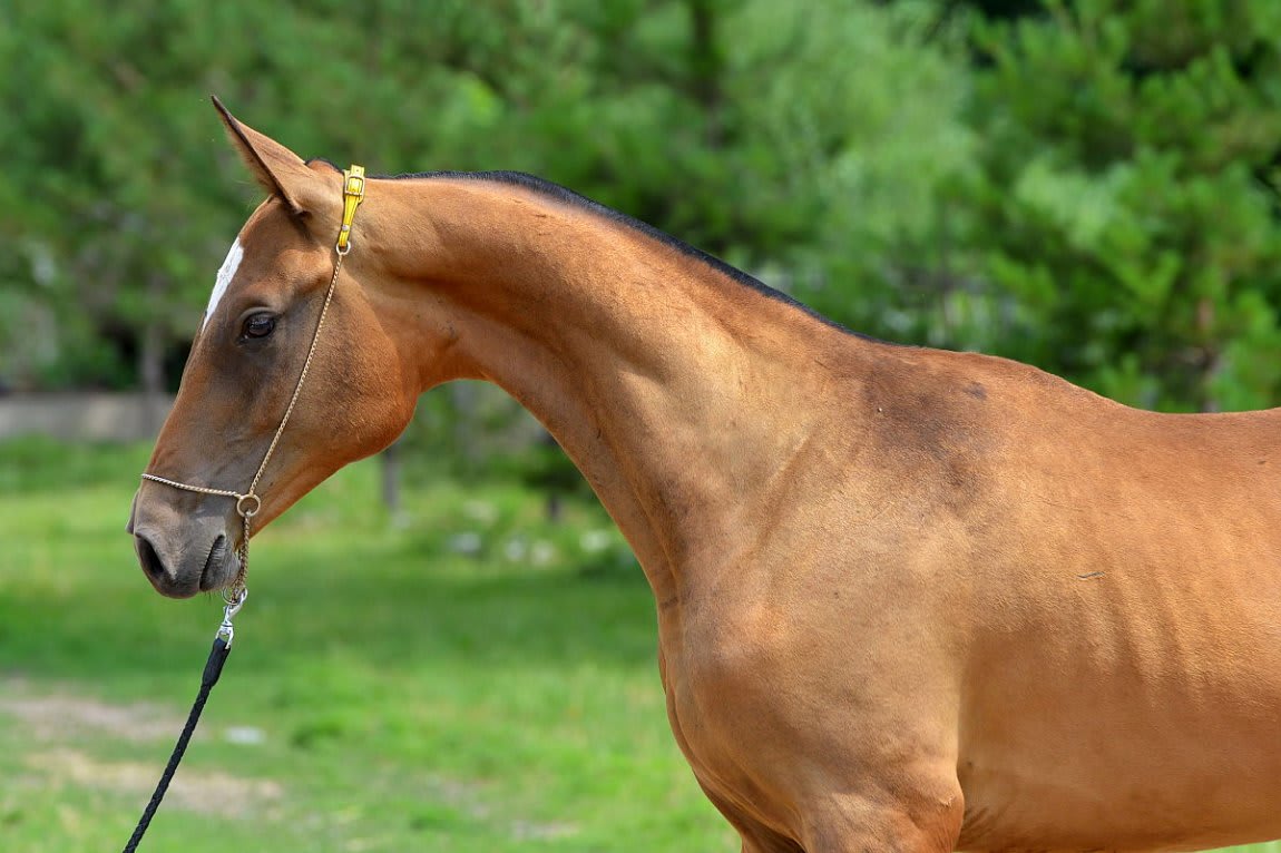 Gappar-Dacor, Akhal-Teke stallion