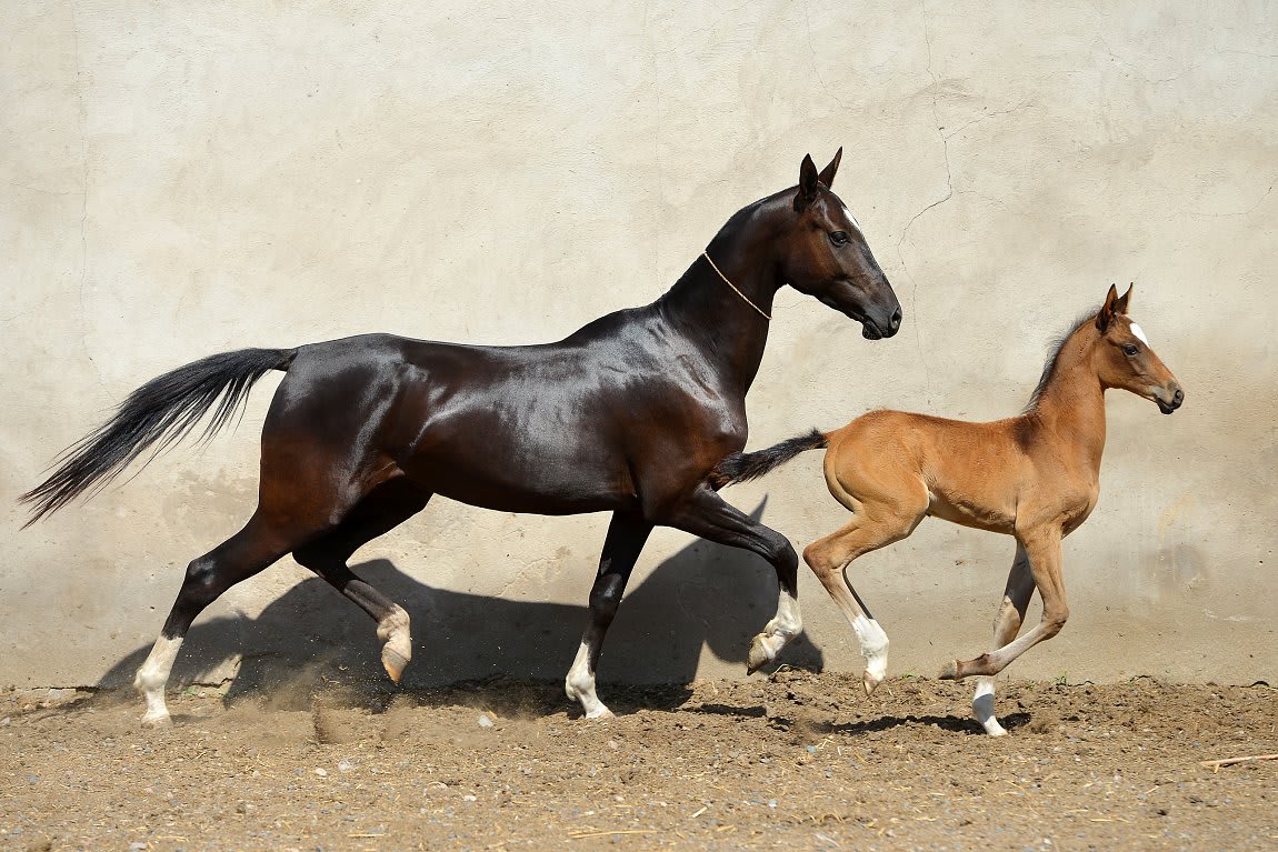Gappar-Dacor, Akhal-Teke stallion