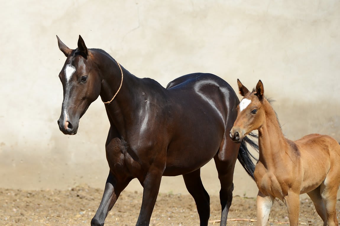 Gappar-Dacor, Akhal-Teke stallion