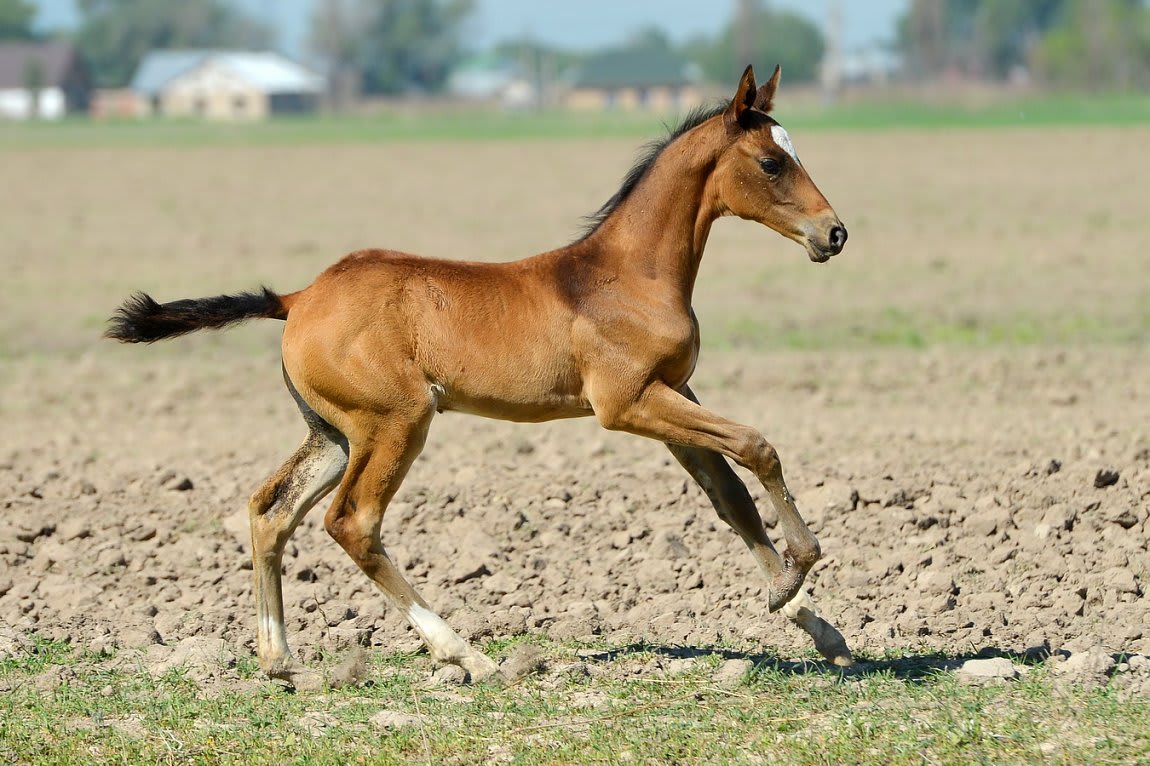 Gappar-Dacor, Akhal-Teke stallion