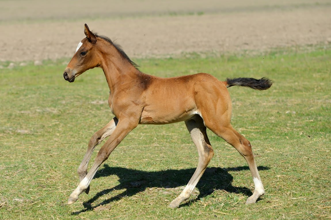 Gappar-Dacor, Akhal-Teke stallion