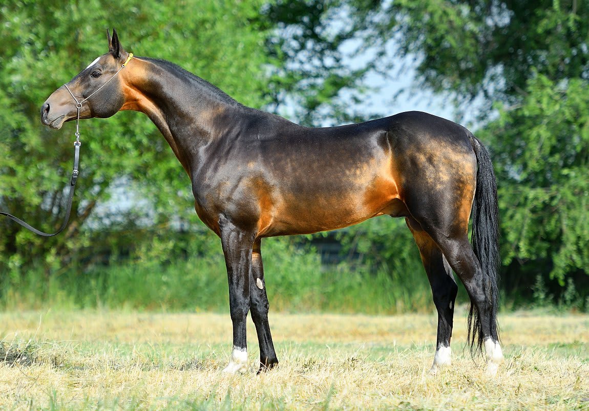 Gappar-Dacor, Akhal-Teke stallion