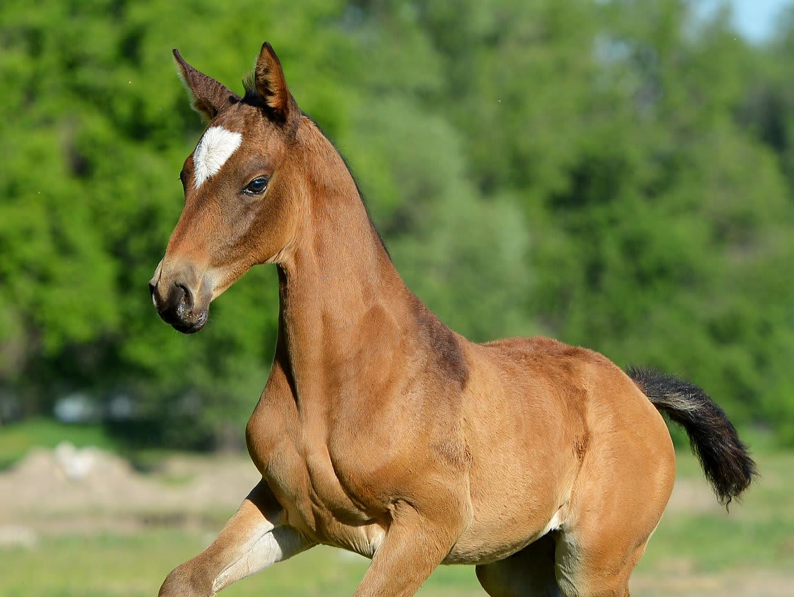 Gappar-Dacor, Akhal-Teke stallion
