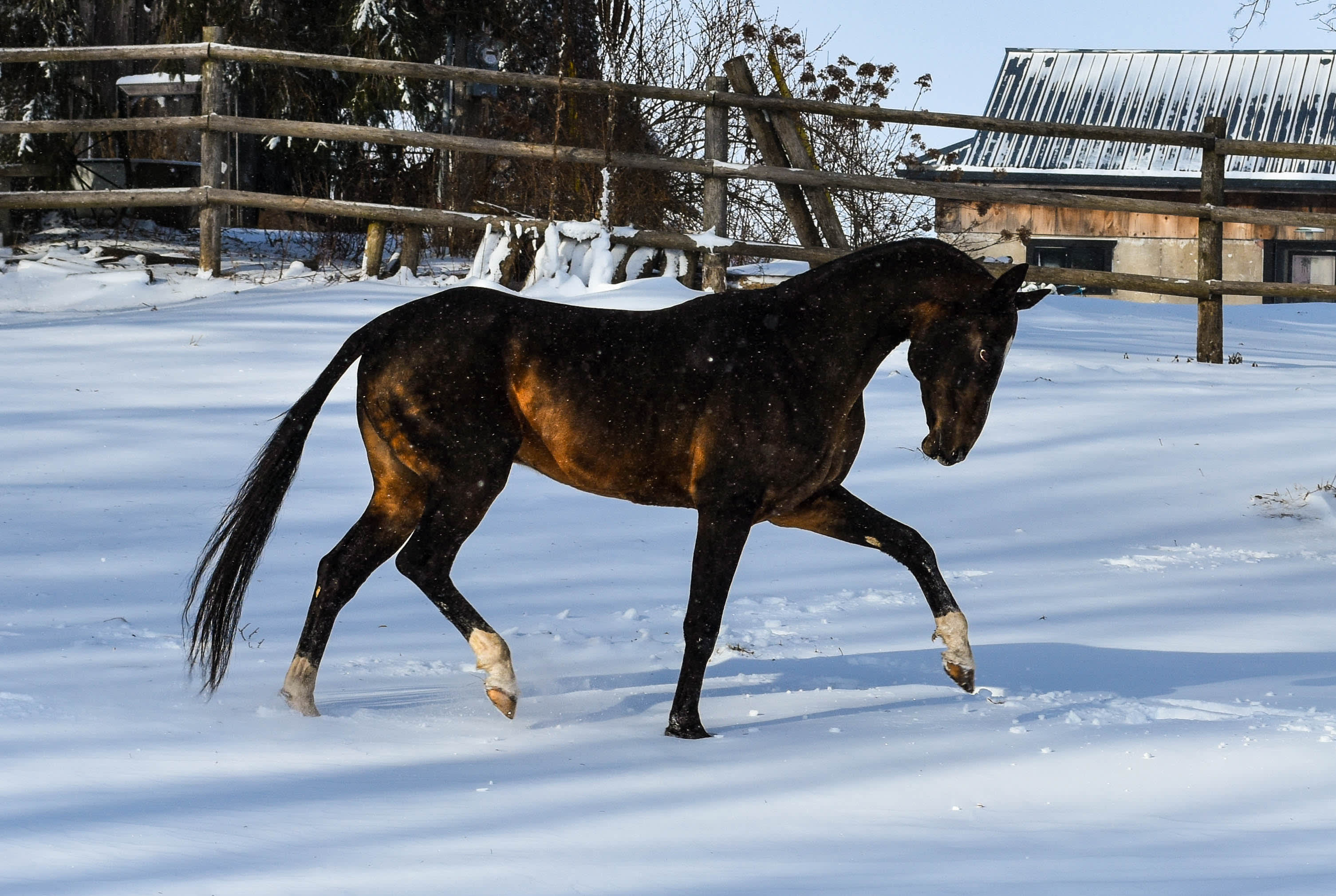 Gappar-Dacor, Akhal-Teke stallion