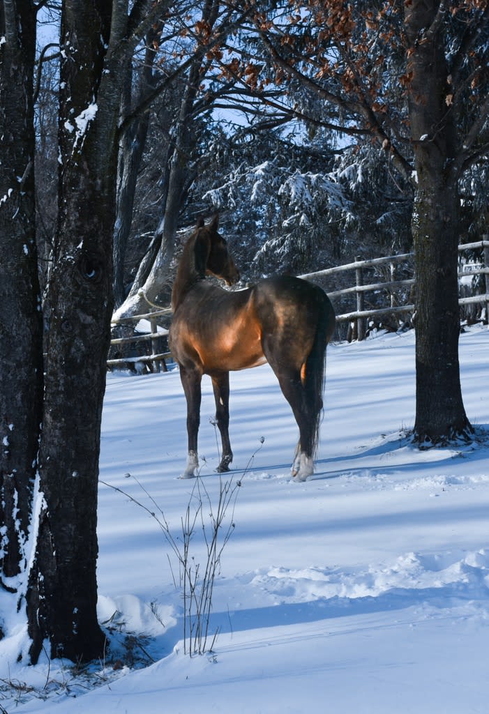 Gappar-Dacor, Akhal-Teke stallion