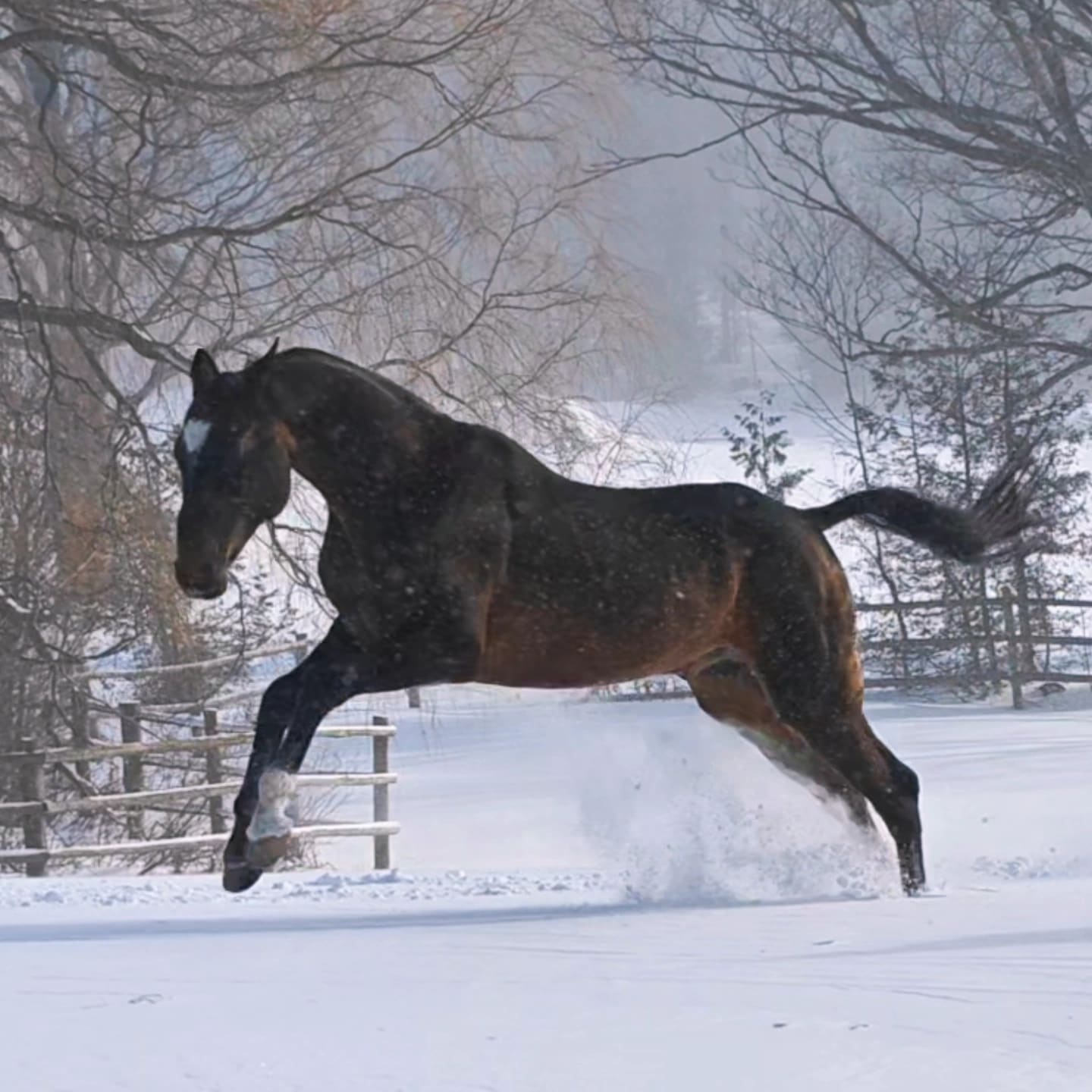 Gappar-Dacor, Akhal-Teke stallion