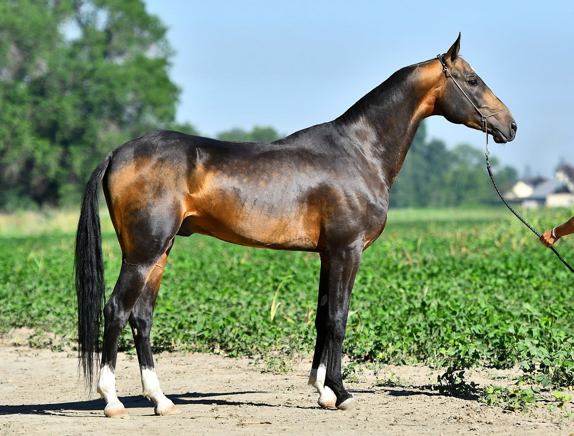Gappar-Dacor, Akhal-Teke stallion