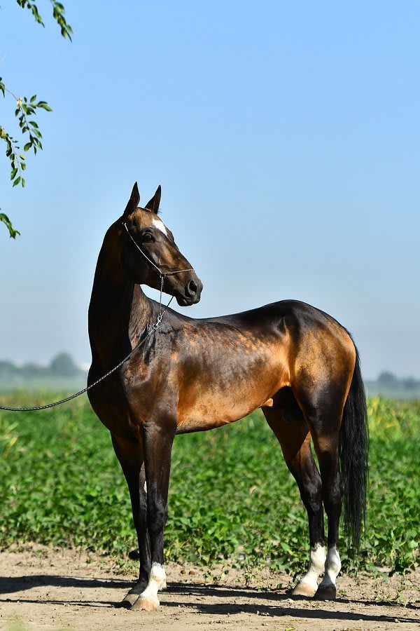Gappar-Dacor, Akhal-Teke stallion