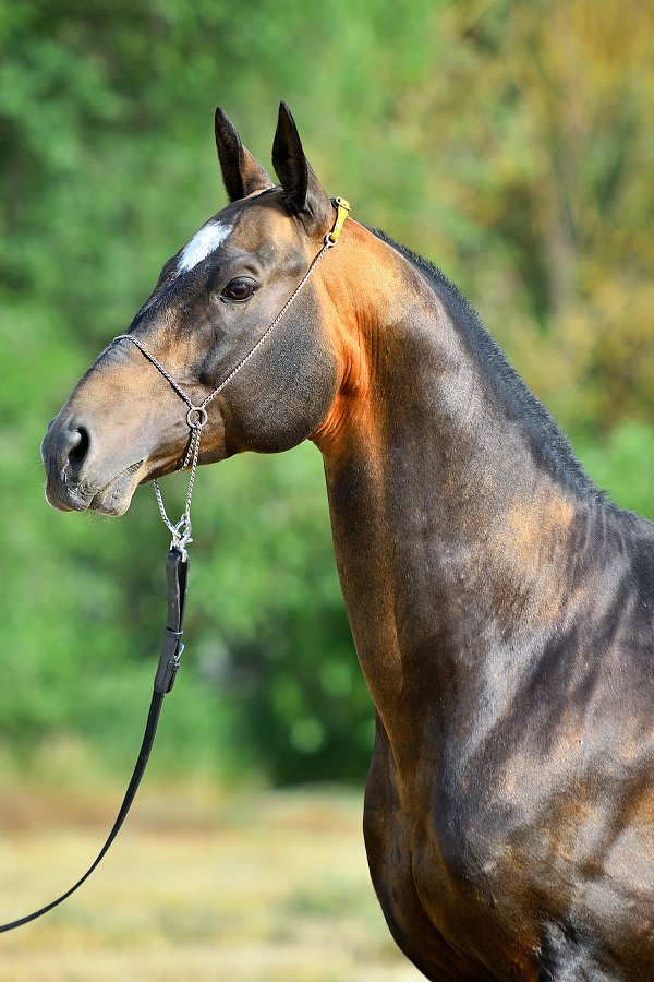 Gappar-Dacor, Akhal-Teke stallion