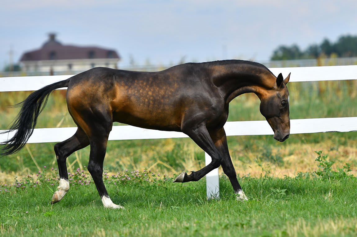 Gappar-Dacor, Akhal-Teke stallion