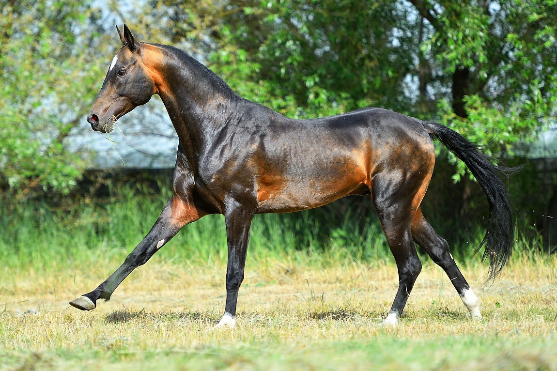 Gappar-Dacor, Akhal-Teke stallion