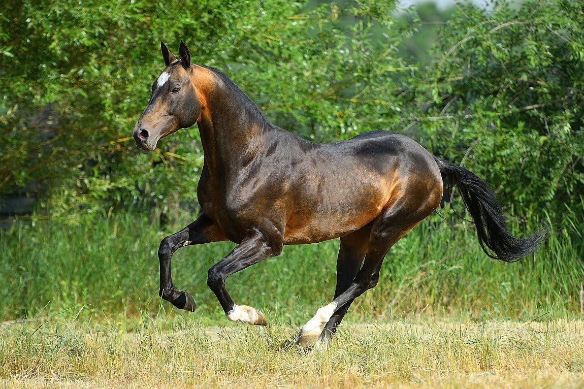 Gappar-Dacor, Akhal-Teke stallion