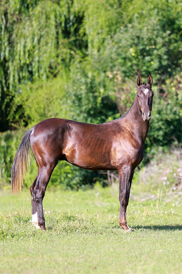Khoshkel