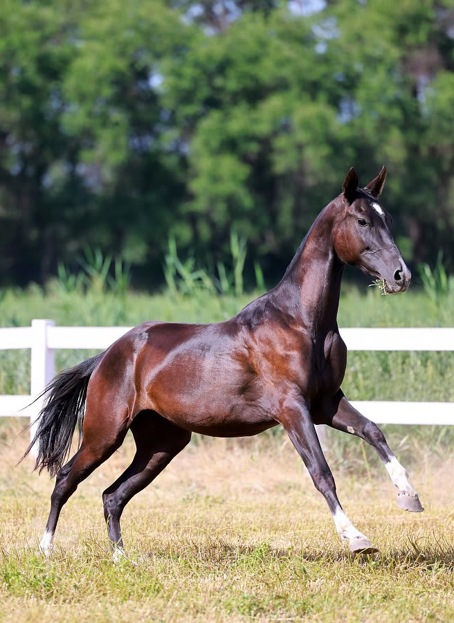 Gulbabek-Dacor, purebred Akhal-Teke mare