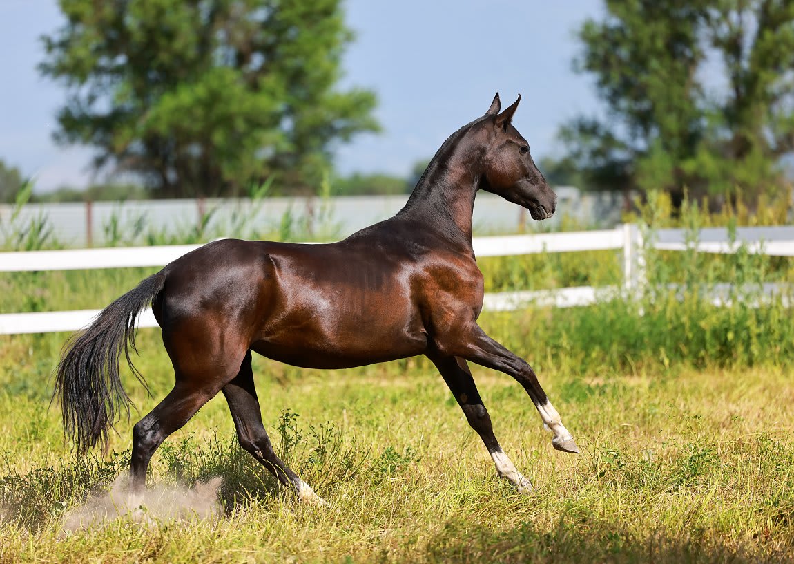 Gulbabek-Dacor, purebred Akhal-Teke mare
