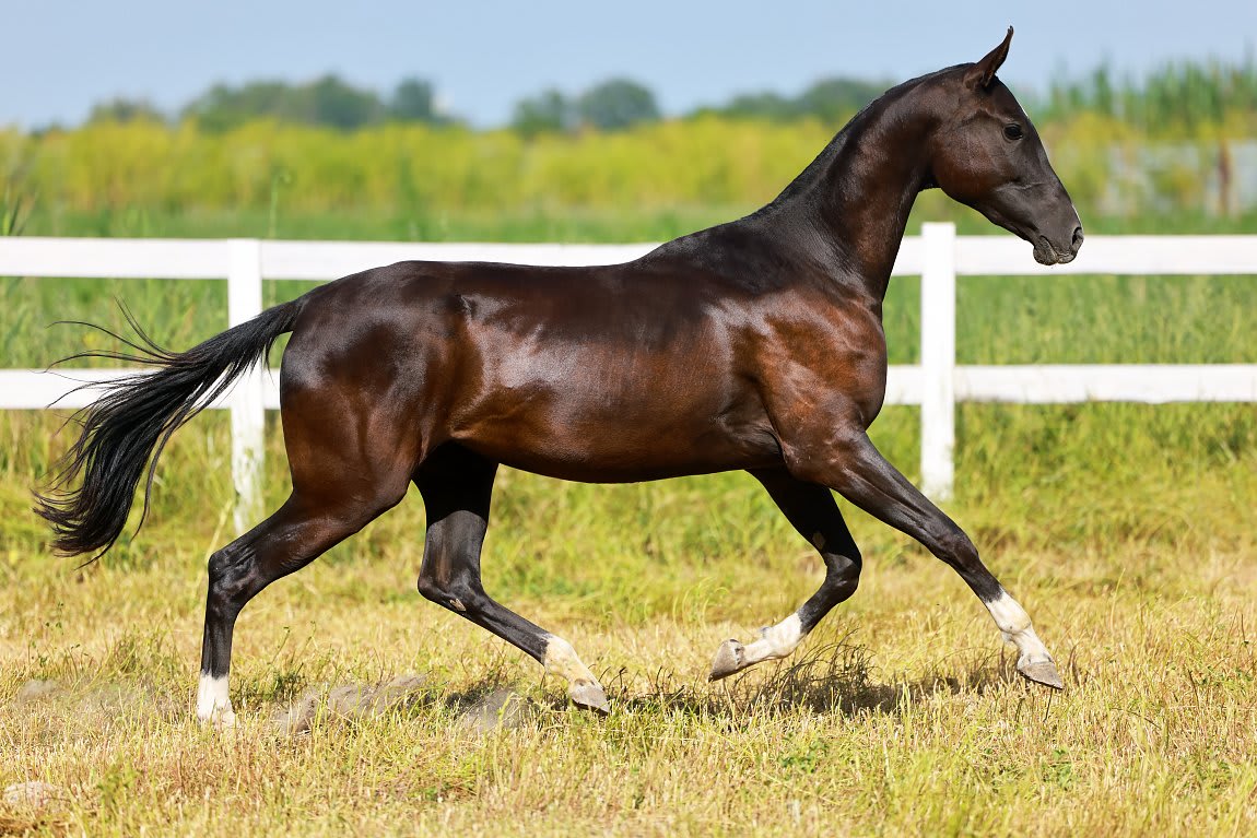 Gulbabek-Dacor, purebred Akhal-Teke mare