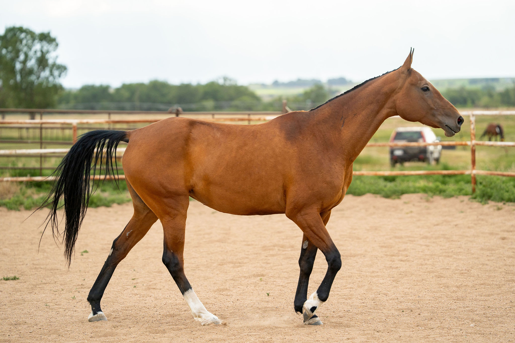 Gurlesmek, purebred Akhal-Teke mare