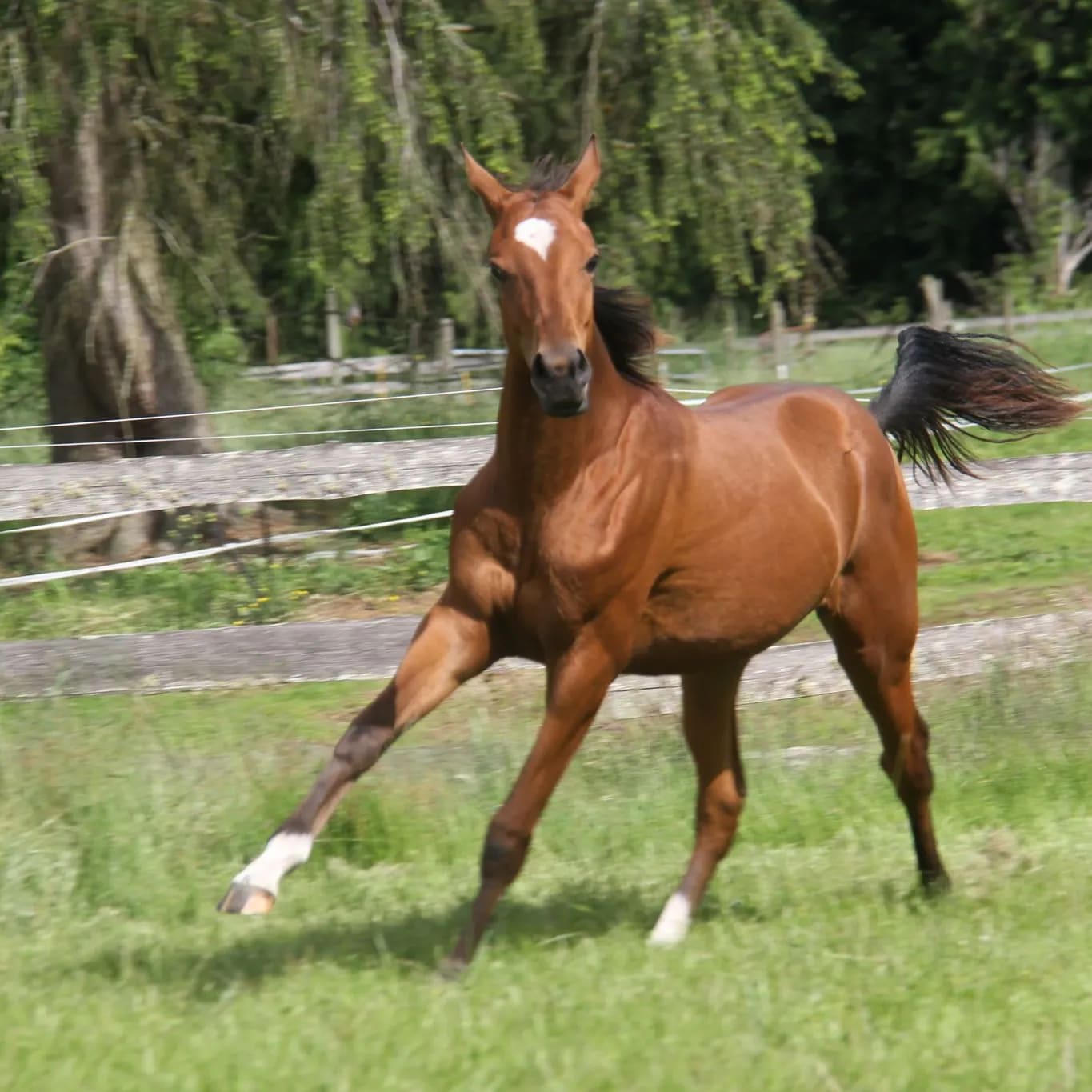 Gurlesmek, purebred Akhal-Teke mare