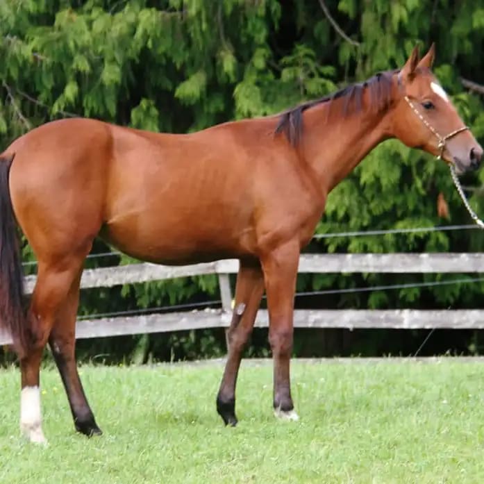 Gurlesmek, purebred Akhal-Teke mare
