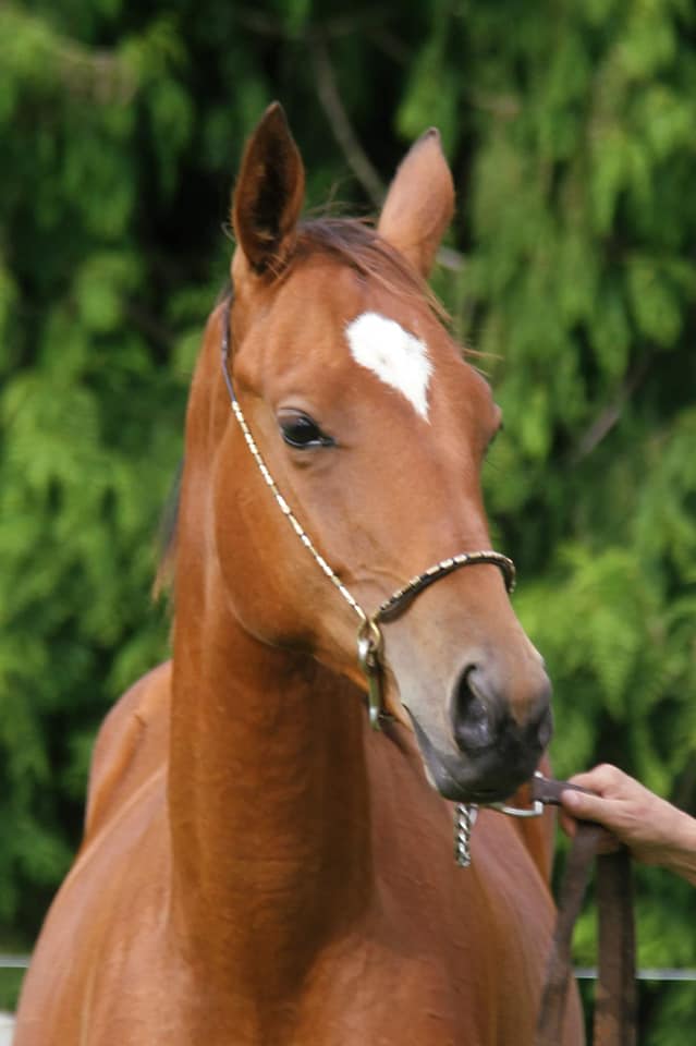 Gurlesmek, purebred Akhal-Teke mare