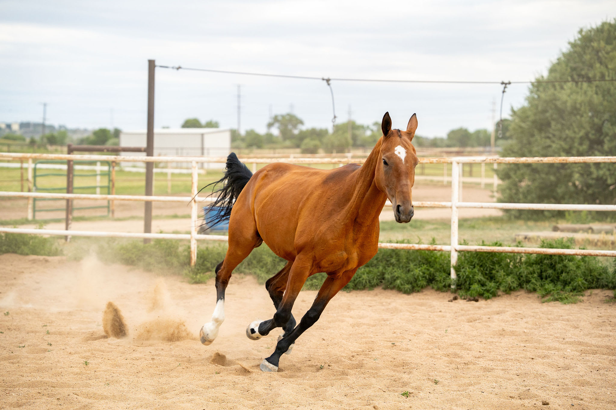 Gurlesmek, purebred Akhal-Teke mare