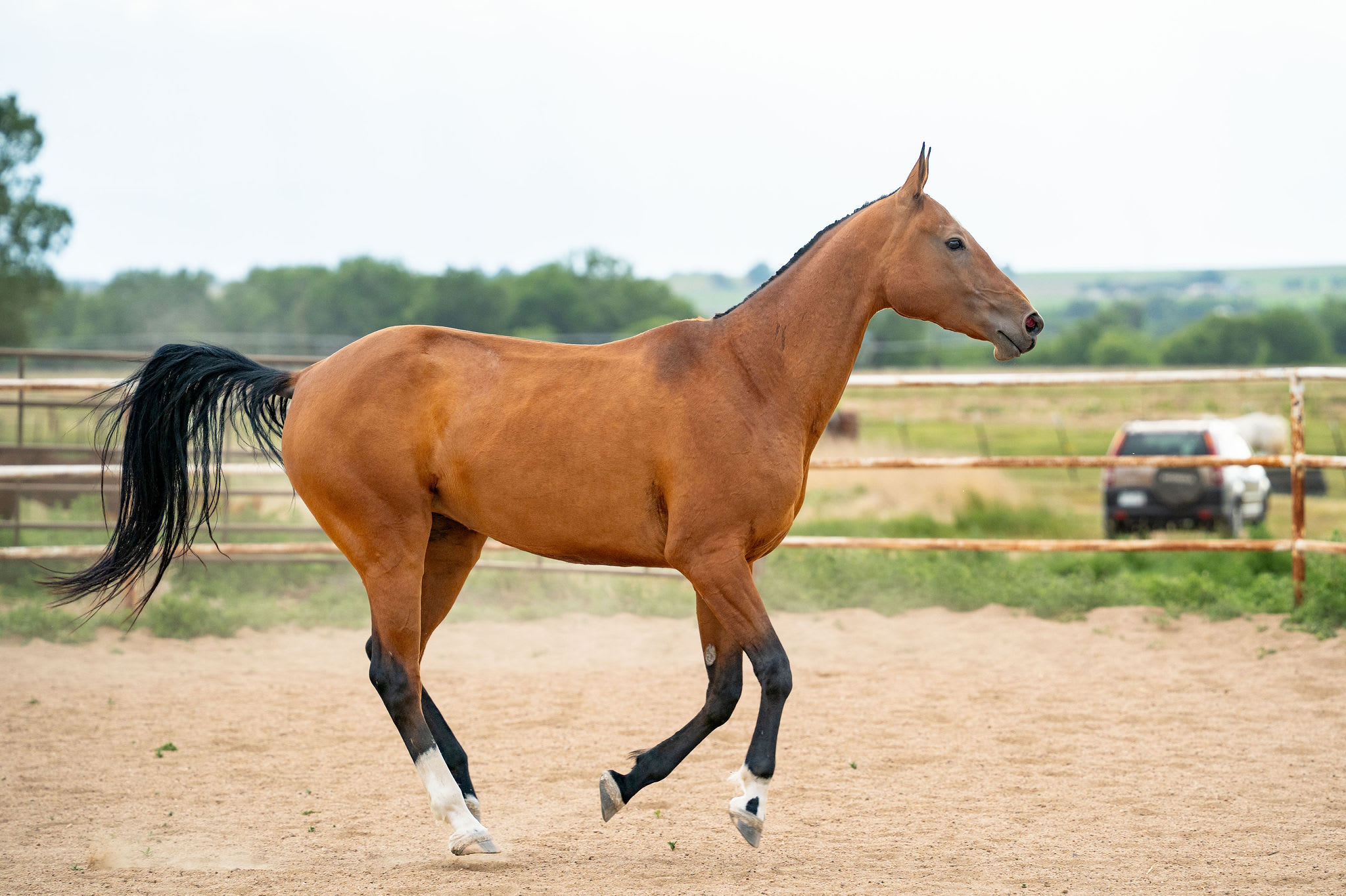 Gurlesmek, purebred Akhal-Teke mare