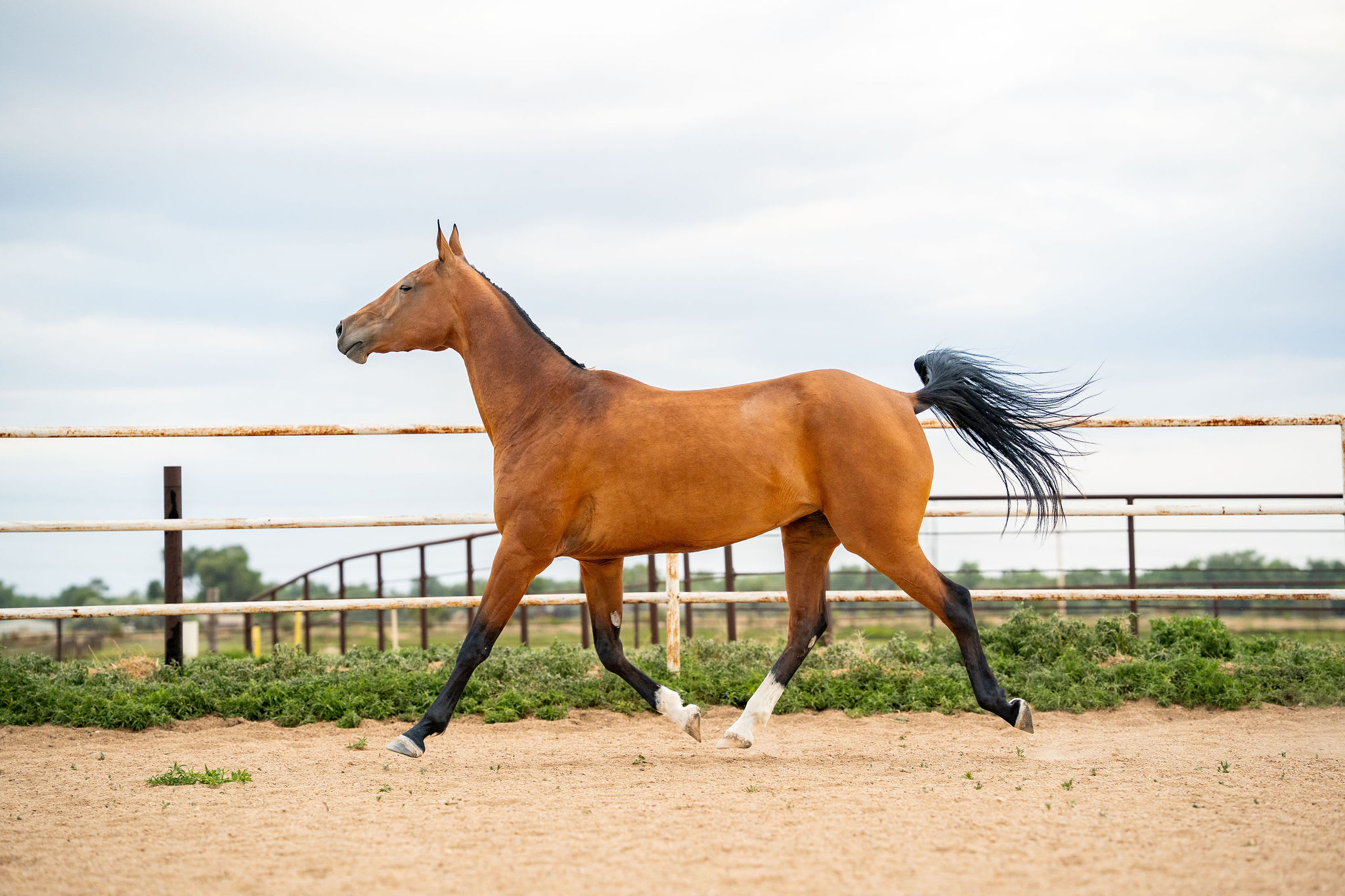 Gurlesmek, purebred Akhal-Teke mare