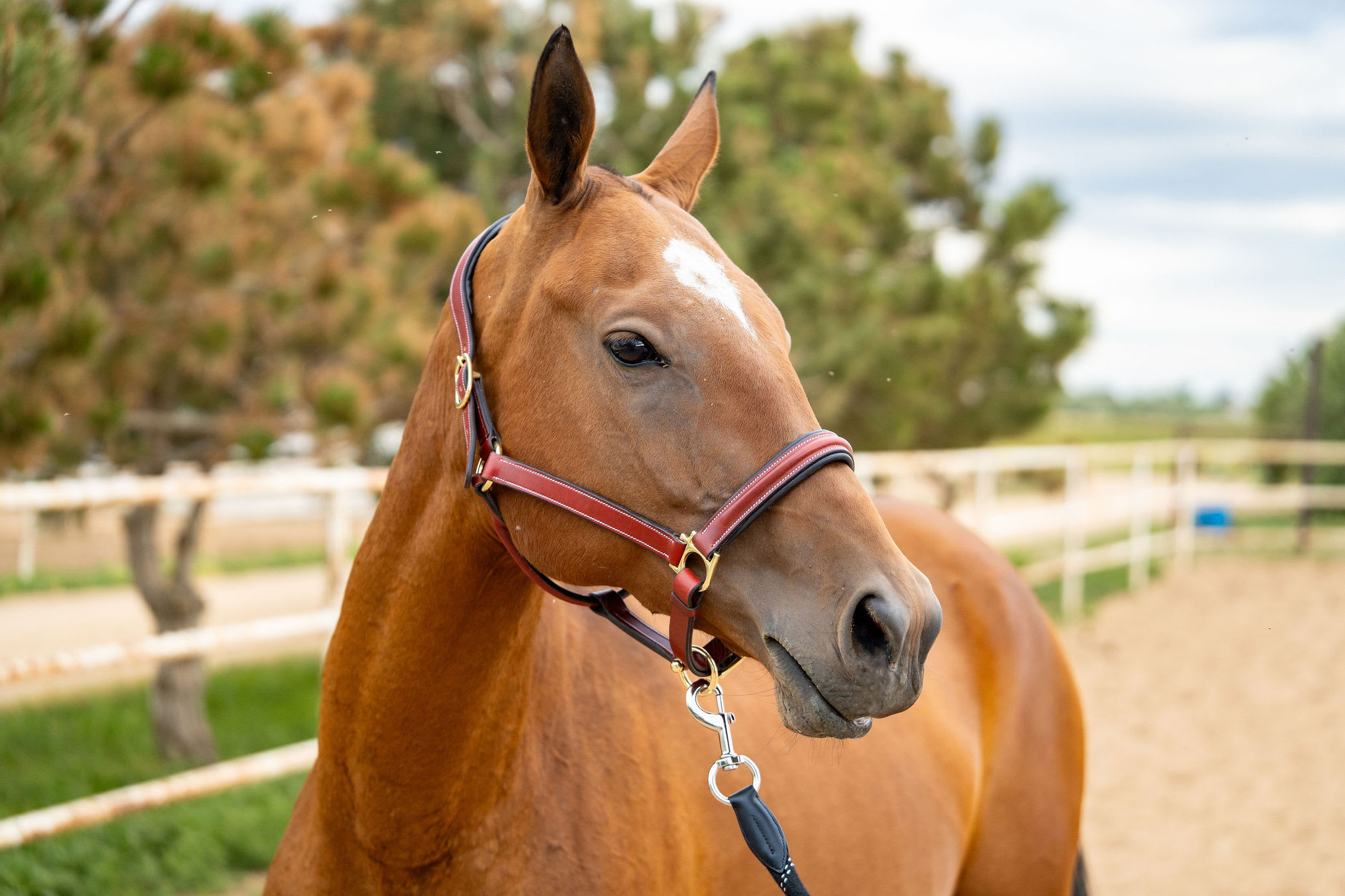 Gurlesmek, purebred Akhal-Teke mare