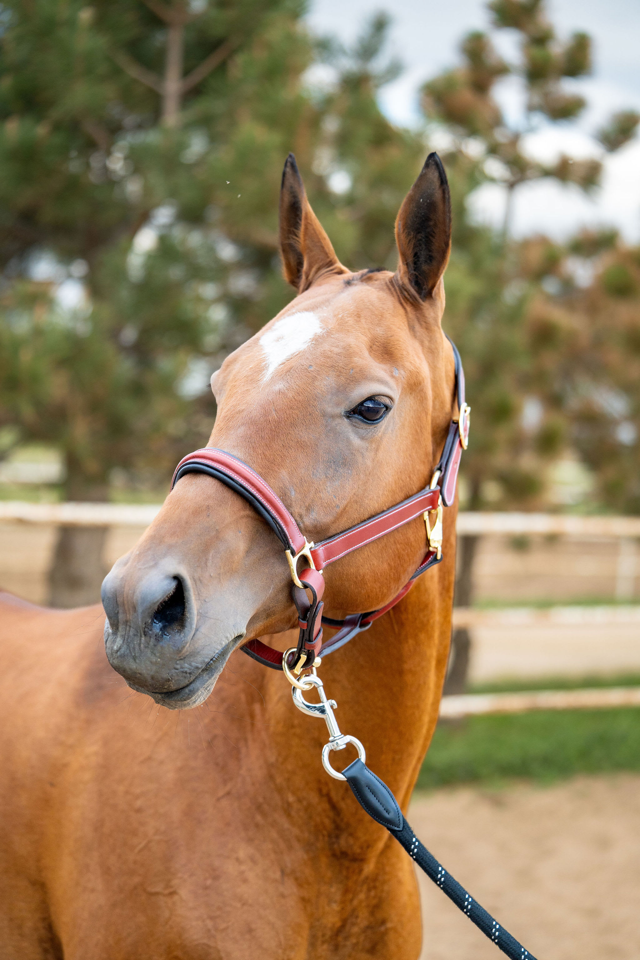 Gurlesmek, purebred Akhal-Teke mare