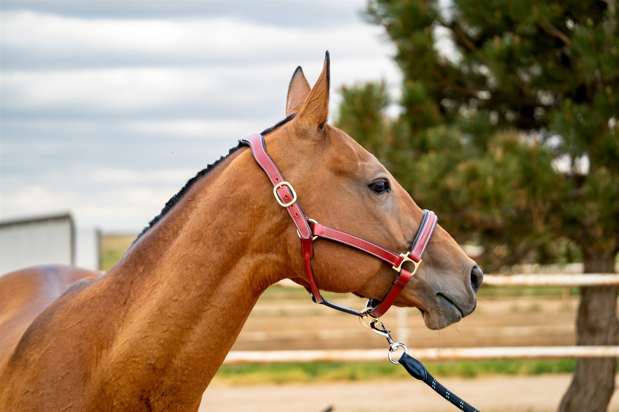 Gurlesmek, purebred Akhal-Teke mare