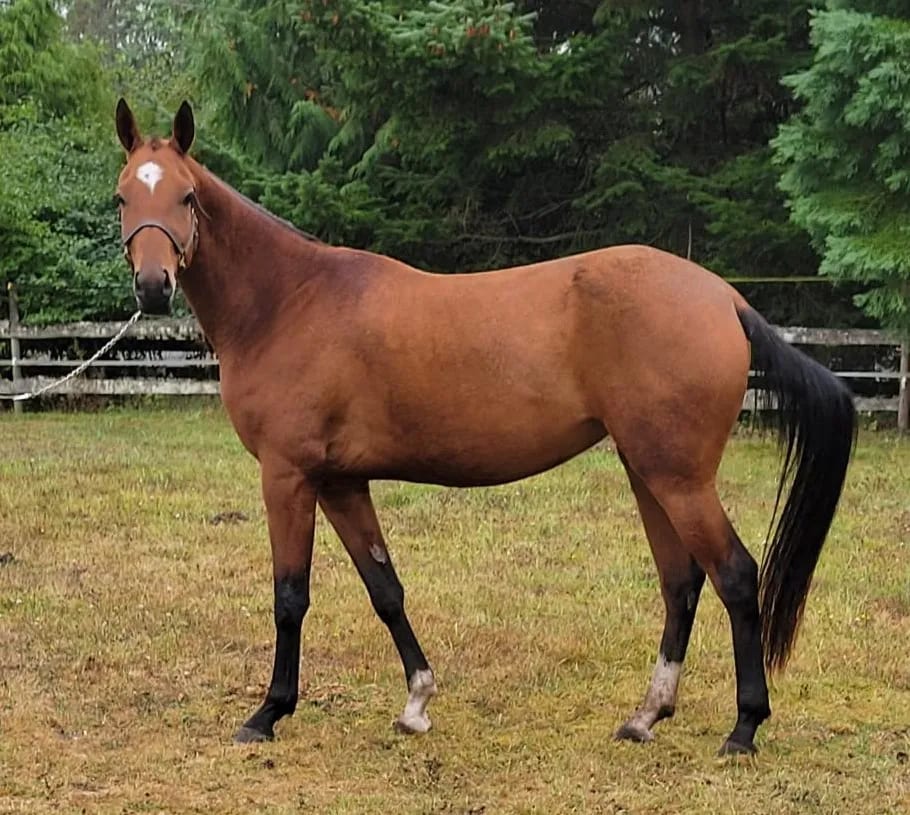 Gurlesmek, purebred Akhal-Teke mare