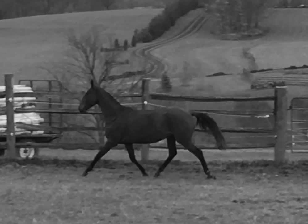 Hibiscus, purebred Akhal-Teke mare