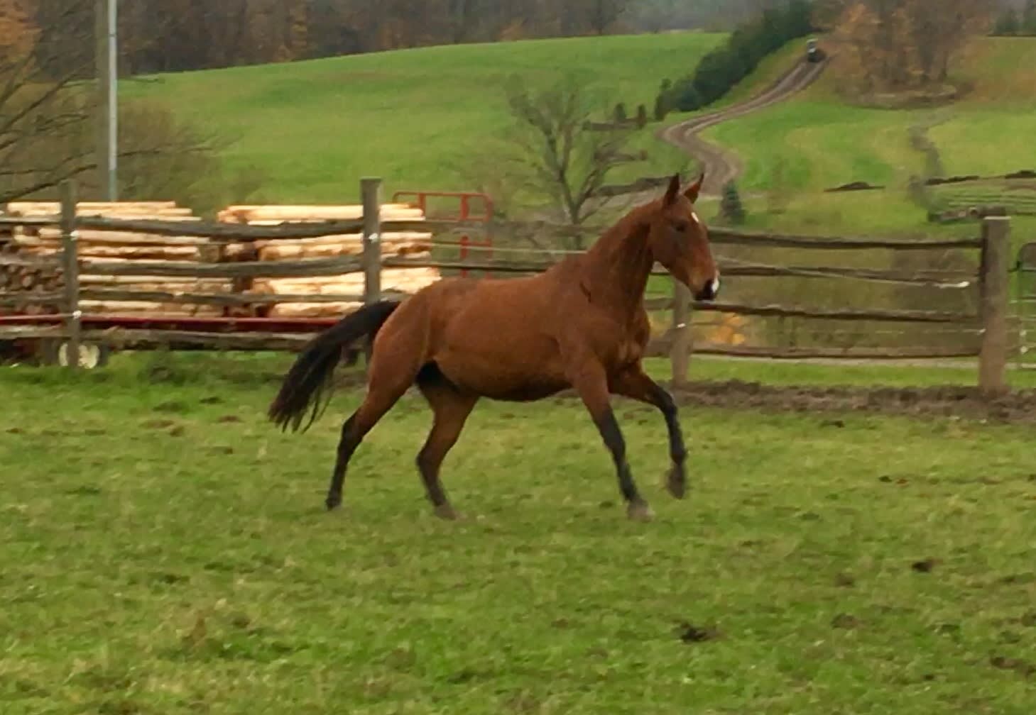 Hibiscus, purebred Akhal-Teke mare