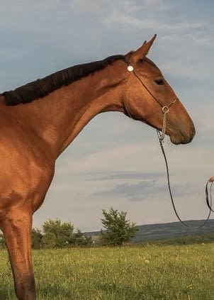 Hibiscus, purebred Akhal-Teke mare
