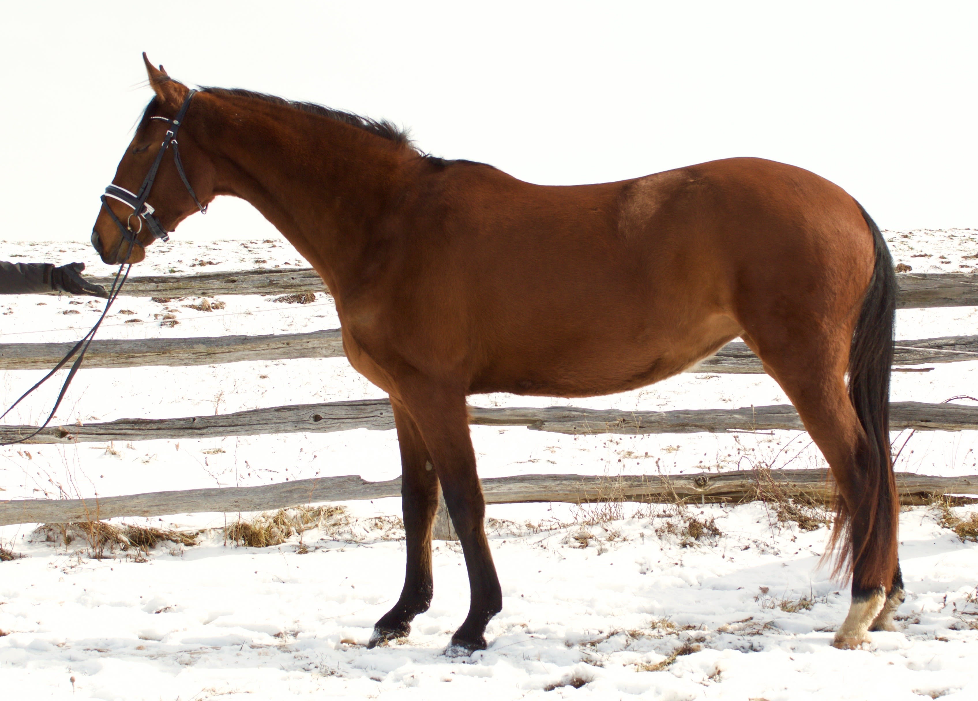 Hibiscus, purebred Akhal-Teke mare