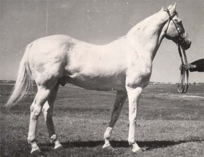 Arab