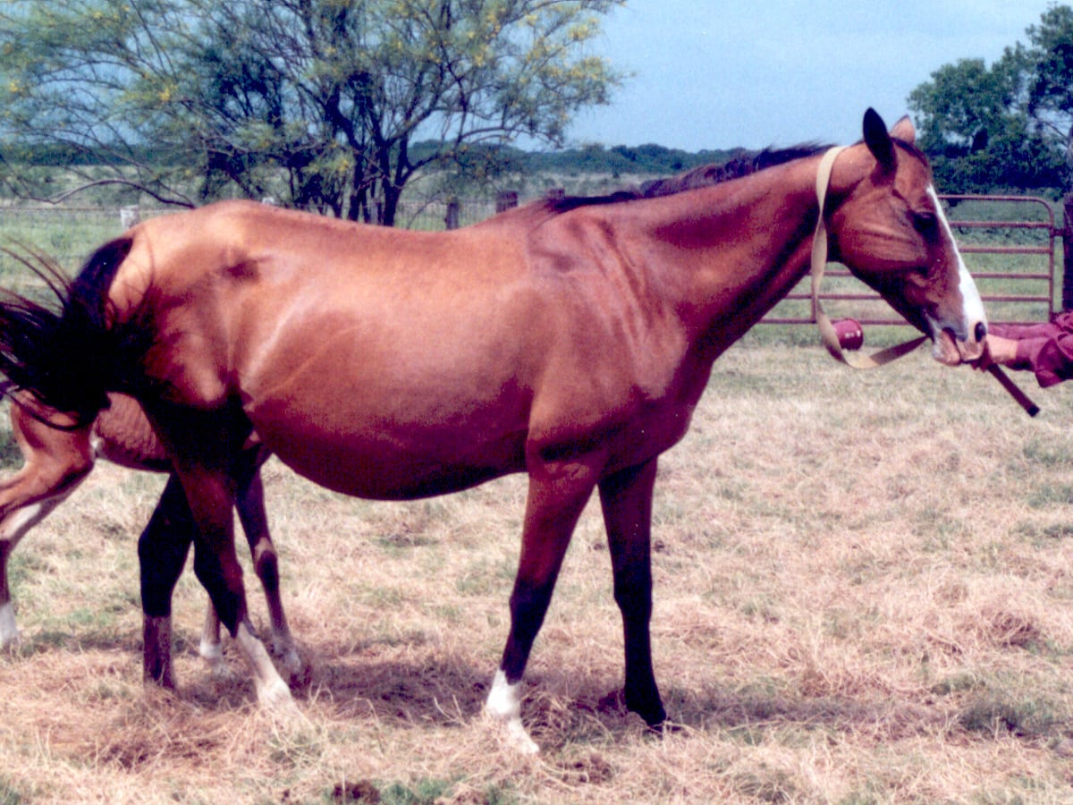 Gelekul