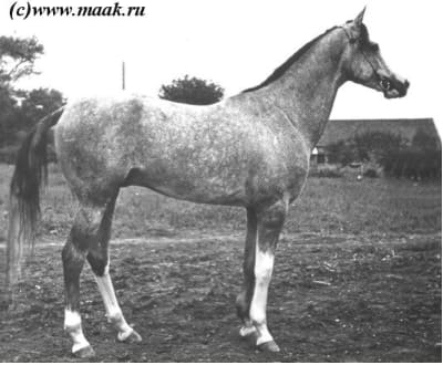 Posman